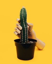 cactus and fake hand Photo by charlesdeluvio on Unsplash