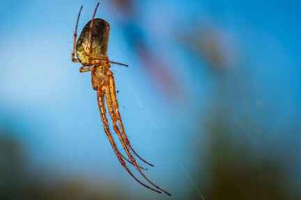 Spider Photo by Mihail Cioinica on Unsplash